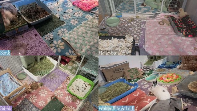 AugustBuns live stream