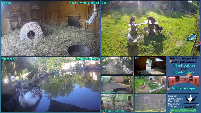 DuckvilleUSA live stream