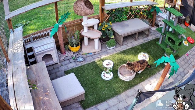OnlyCatPets live stream
