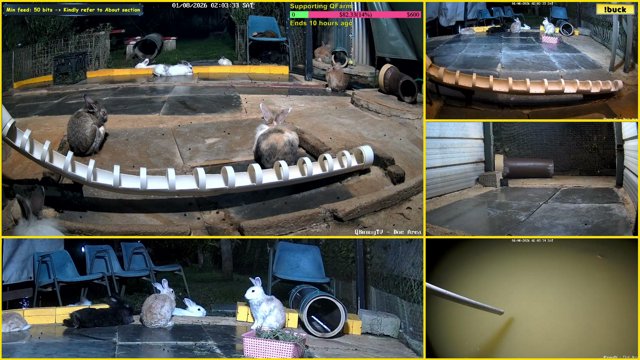 qbunnytv live stream