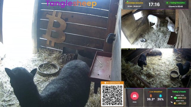tanglesheep live stream
