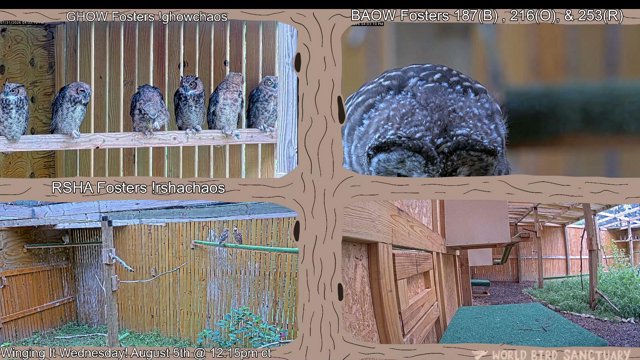 TheWorldBirdSanctuary live stream