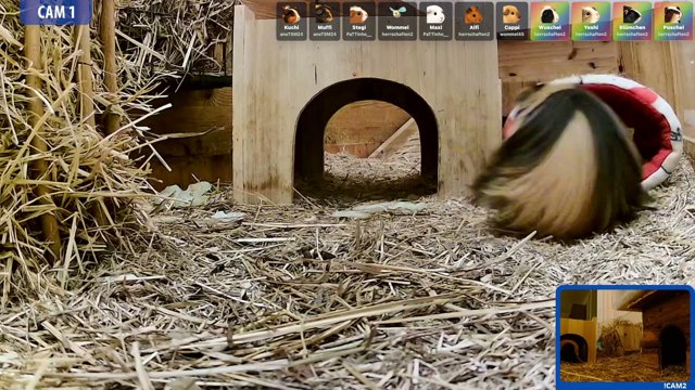 tomasuJP live stream