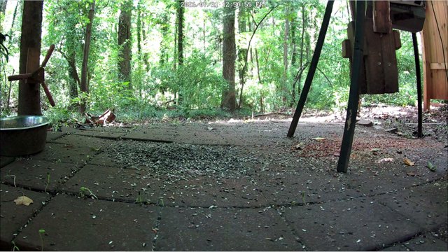 WildLifeCam live stream