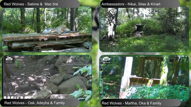 WolfConservationCenter live stream