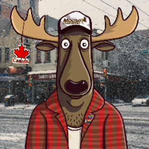 CanadianMooseLive