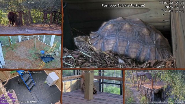 AlveusSanctuary live stream