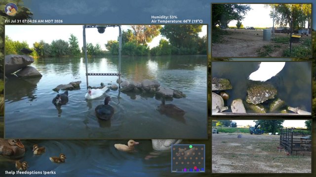 DashDucks live stream