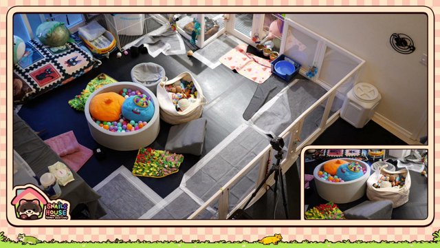 FerretSoftware live stream