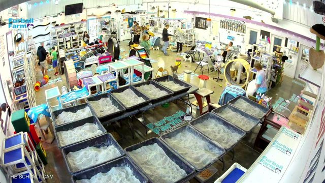 Furball_Farm live stream