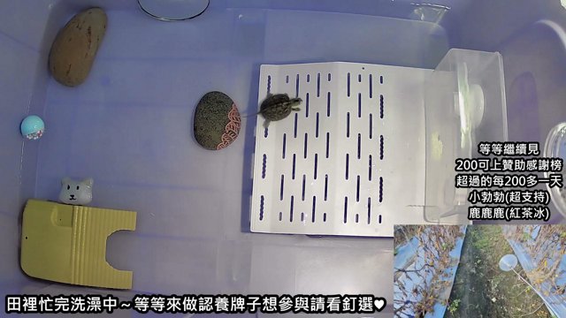 農夫小蹦仔 live stream