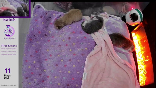 Kare4Kittens live stream