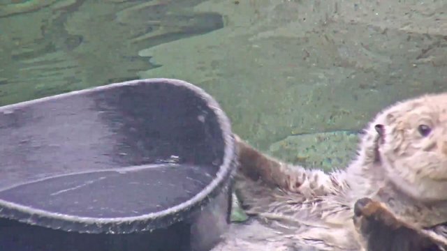MarineMammalRescue live stream