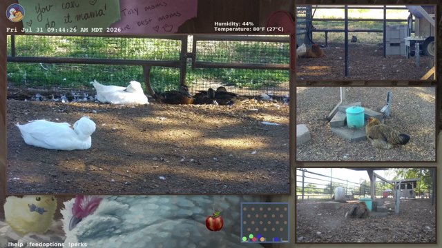OurChickenLife live stream