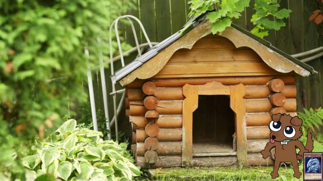 Puppersthedog live stream