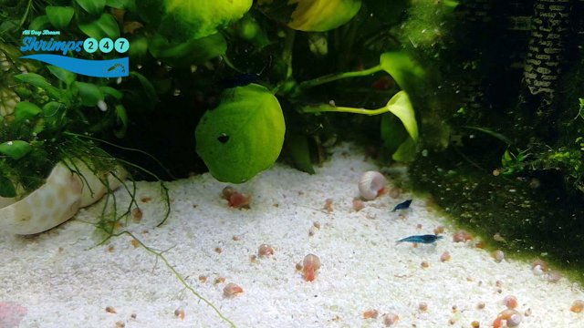 Shrimps247 live stream